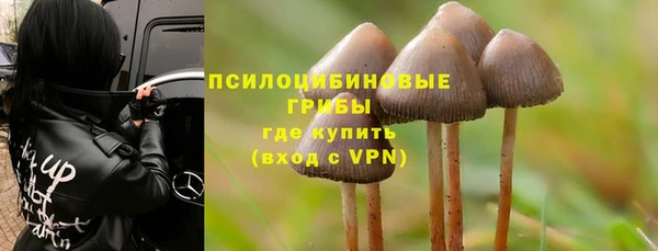 стаф Аркадак